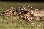 Jumping Spider (Sandalodes superbus) (Sandalodes superbus)